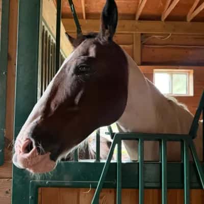 Tiffany & Country: The Millstone Equestrian Estate Sale