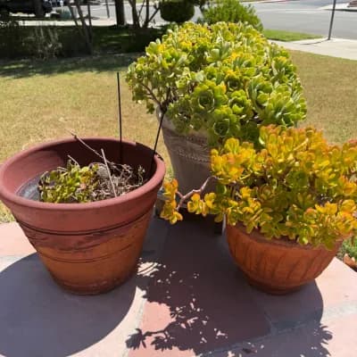 Succulents & Souvenirs Estate Sale