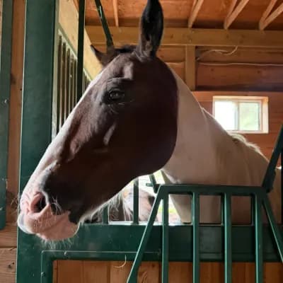 Tiffany & Country: The Millstone Equestrian Estate Sale