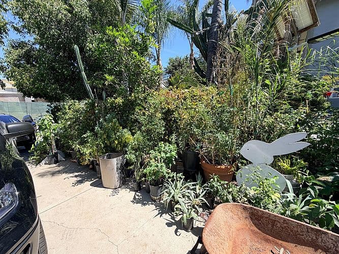 Garage sale plant sale