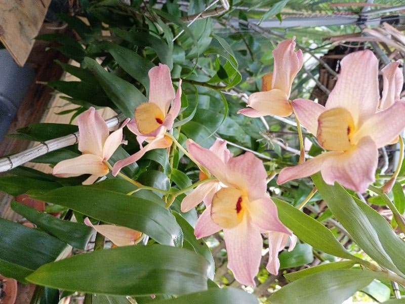ORCHIDS & PLANT SALE AT RIVERSIDE PARK