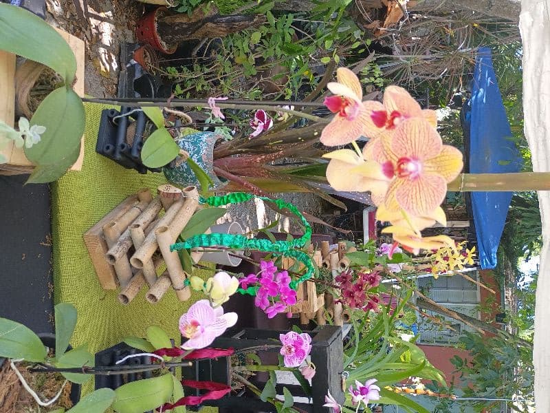 ORCHIDS & PLANT SALE AT RIVERSIDE PARK